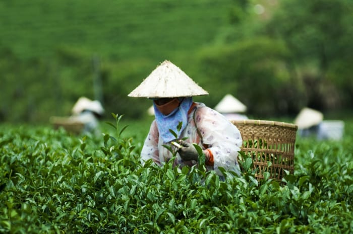 Trà Olong được trồng tại Việt Nam